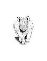 Nashorn Frontansicht Ausmalbild sketch template