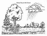 Rainy Forest Coloring sketch template