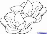 Magnolia Drawing Blossom Coloring Draw Flower 1134 28kb Drawings Getdrawings sketch template
