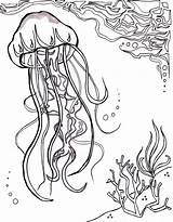 Coloring Ocean Pages Jellyfish Sea Nautical Sheet Deep Adults Realistic Print Jelly Fish Drawing Printable Aquatic Star Getcolorings Sheets Color sketch template