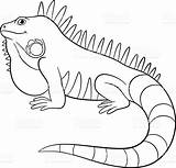 Iguana Leguaan Galapagos Glimlacht Schattig Smiles Iguanas Stockillustratie Reptiles Pretos sketch template