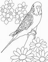 Parakeet Budgie Periquitos 塗り絵 Parakeets Perico Bordar Aves Budgerigars Canary ぬりえ 大人 Bordados Bordado Ricami 保存 Floras Gwd sketch template
