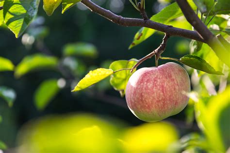 backyard orchard tips  starting  apple orchard arbor day blog