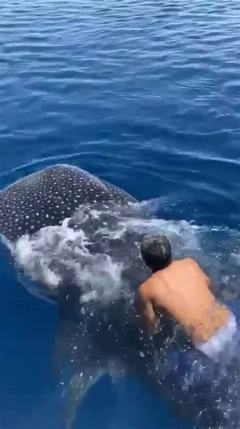 shocking video shows man riding     whale shark