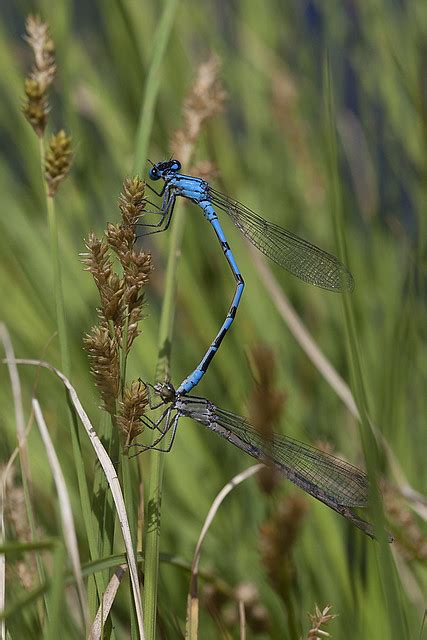 mating dragonflies flickr photo sharing