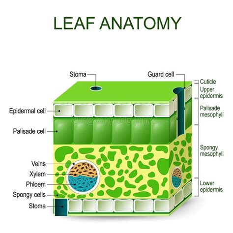 leaf anatomy vector diagram leaf anatomy vector diagram   white background sponsored
