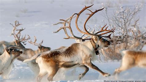 interesting facts  reindeer  fun facts