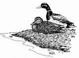 Duck Sitting Mallard Coloring Pages Riverside Flying Draw sketch template