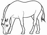 Kuda Gambar Mewarnai Diwarnai Makan Coloring sketch template