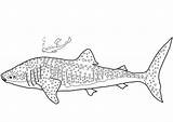 Shark Whale Coloring Pages Clipart Printable Drawing Sharks sketch template