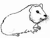 Guinea Pig Coloring Pages Color Animals Clipart Printable Popular Getcolorings Library Print sketch template