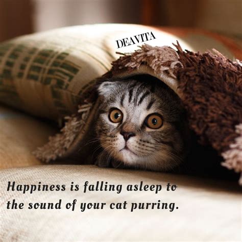 super cool  fun cat quotes  sayings  adorable