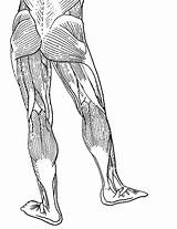 Leg Muscle Drawing Coloring Lower Template Diagram Blank Sketch sketch template