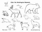 Coloring Pages Mammals Wetlands Swamp State Habitats Getdrawings Washington Color Getcolorings sketch template