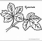 Leaf Coloring Pages Color Sycamore Leaves Nature Template Printable Food Leafs Clipart Sheets Drawing Outline Plate Leave Library Found Comments sketch template