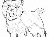 Terrier Coloring Pages Cairn Yorkshire Color Getcolorings sketch template