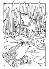 Coloring Frogs Frog Colouring Pages Printable Edupics Animal Kids Adults sketch template