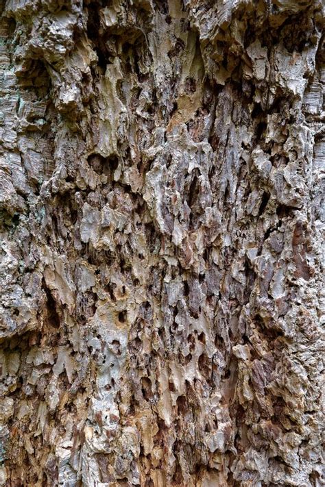 bark  pseudotsuga menziesii commonly   douglas fir stock photo image  tree