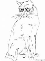 Coloring Siamese Cat Pages Getcolorings Getdrawings sketch template