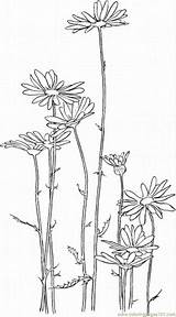 Coloring Pages Chrysanthemum Printables sketch template