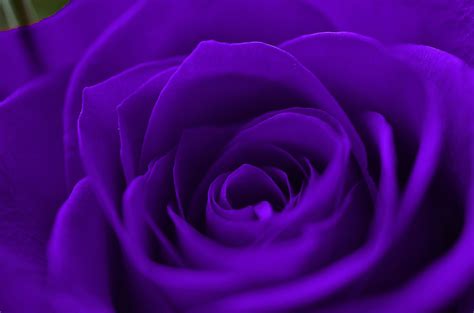 Free Download Purple Rose Hd Wallpapers [1920x1271] For Your Desktop