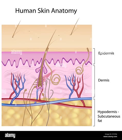 human skin diagram  res stock photography  images alamy