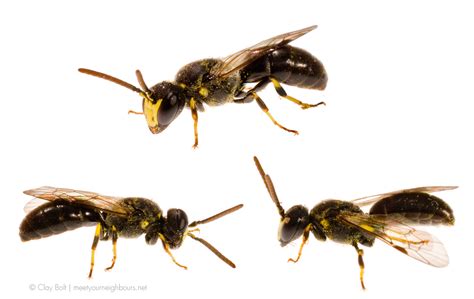 Yellowfaced Bee Texas Apiary Inspection Service Tais