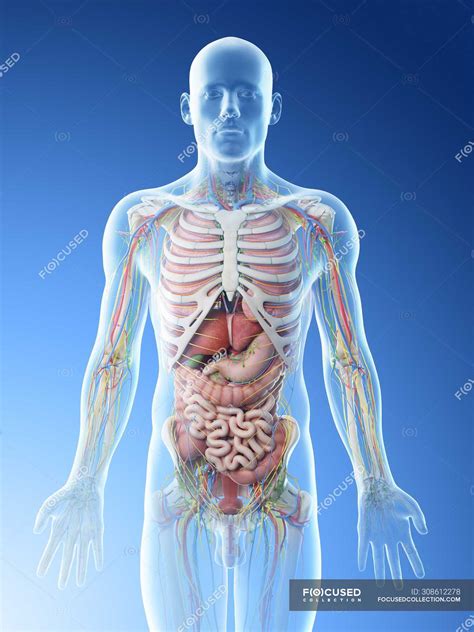 male upper body anatomy  internal organs computer illustration vessels front view