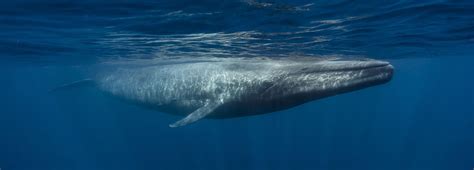 humpback whale eye eye  eye   humpback whale  antarctica