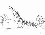 Coloring Centipede Pages Printable Museprintables Animal sketch template