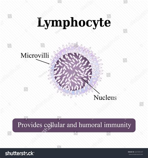anatomical structure lymphocyte cell blood vector stock vector