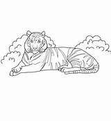 Desenhos Colorir Tigres Tigre Indochinese Endangered sketch template