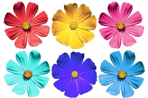 flower pictures  color flower coloring pages color flowers