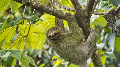totally slothsome   sloths brains