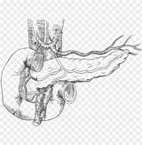 Pancreas Magenta Cyan sketch template