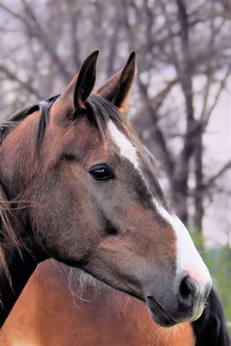 images stallion mane fauna close  vertebrate mare foal horse head colt