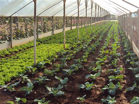 protected cultivation   agriculture lucrative  farmers