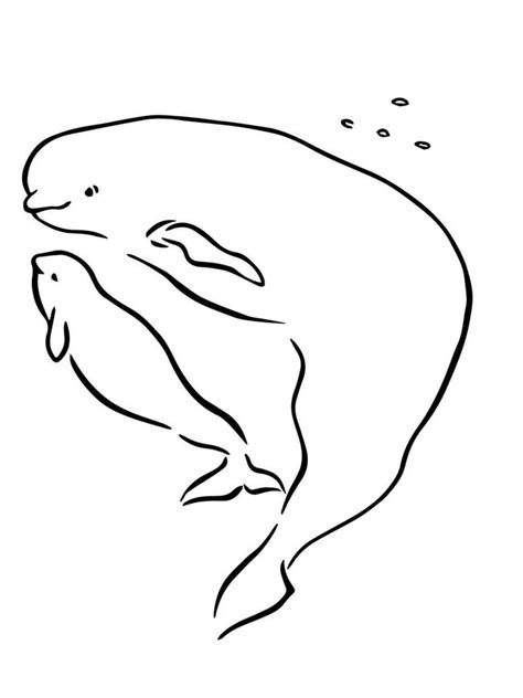 coloring pages coloring pages beluga whale printable  kids