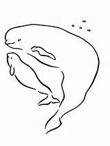 Beluga Disegni Sperm Malvorlage Getdrawings sketch template