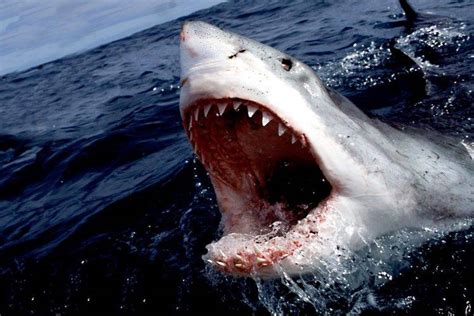 Shark Great White Shark Sea Wallpapers Hd Desktop And