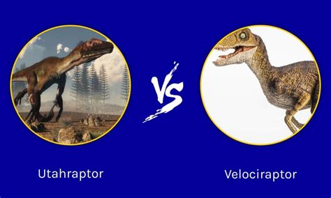 utahraptor  velociraptor   win   fight wiki point