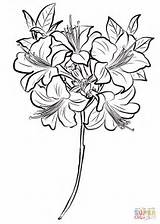 Azalea Coloring Pages Drawing Printable Flower Flowers Paper Getdrawings Supercoloring Categories sketch template