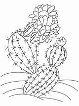 Cactus Coloring Pages Saguaro Printable Flower Color Print Getdrawings Wonder Recommended sketch template