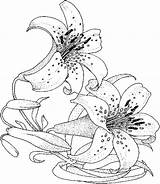 Coloring Pages Flower Flowers Lily Drawings Printable Adults Drawing Adult Lilies Advanced Color Rose Easy Books Step Kids Draw Cliparts sketch template