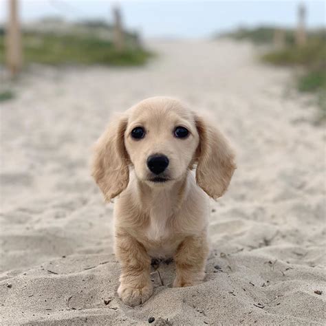 Luna The Mini Dachshund On Instagram “heading To The Beach To Paws And