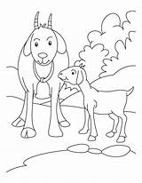 Goat Coloring Pages Kid Mother Goats Boer Drawing Pygmy Farm Colouring Baby Animals Kids Bestcoloringpages Animal Printable Sheets Color Their sketch template