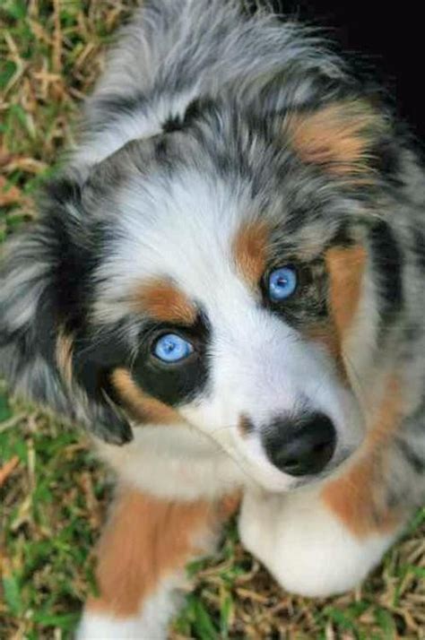 images    blue merle