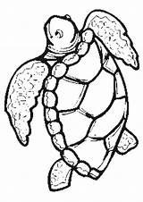 Turtle Sea Loggerhead Drawing Clipartmag Coloring sketch template