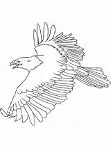 Eagle Coloring Pages Birds sketch template