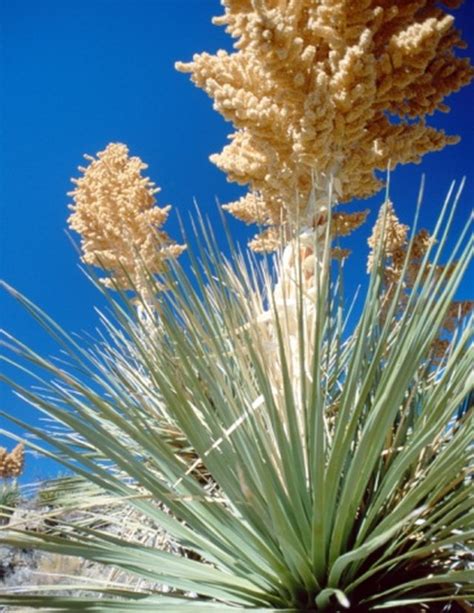 plants similar   yucca hunker